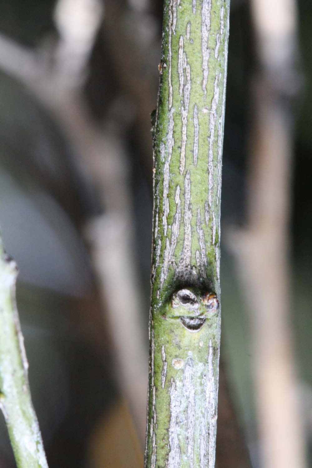              Second - third year twig (Frost Navel, Riverside,   CA)       